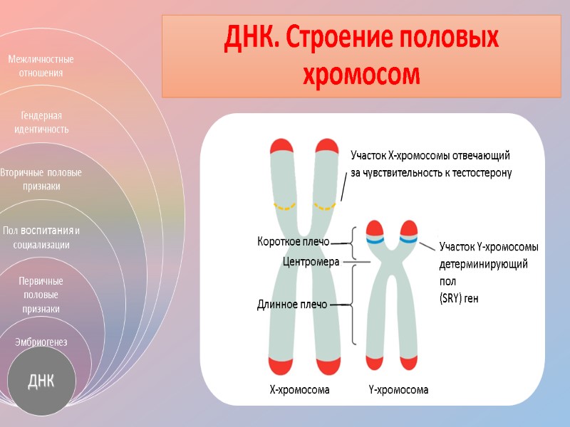 ДНК. Строение половых хромосом Участок Y-хромосомы детерминирующий пол  (SRY) ген Короткое плечо 